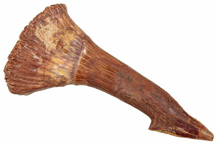 Bargain, Fossil Sawfish (Onchopristis) Rostral Barb - Composite #250909